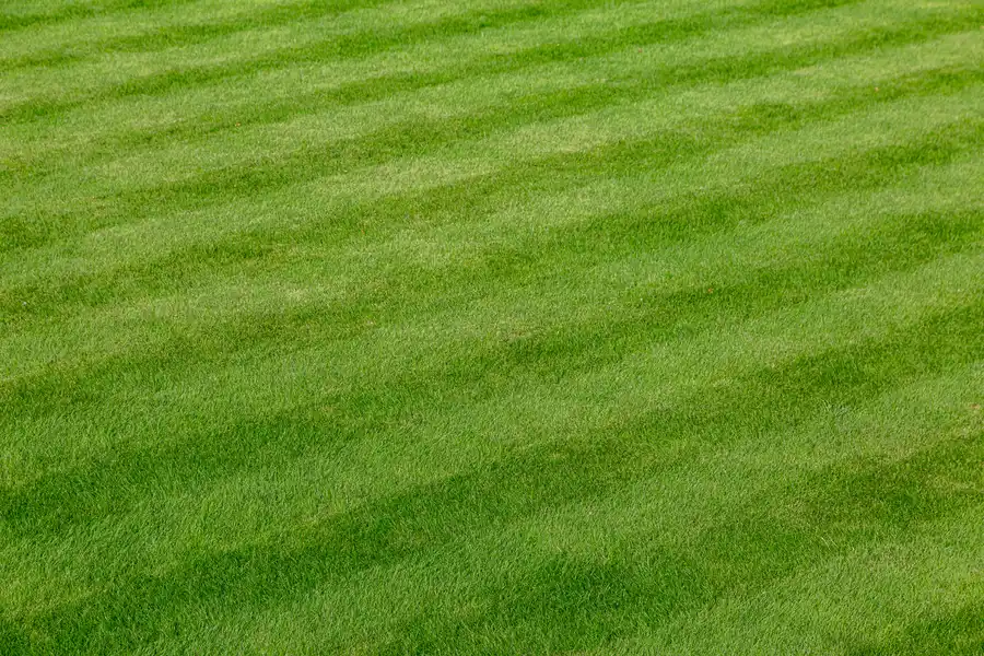 Integrating Pest Control Into Your Lawn Care Routine Round Rock, TX