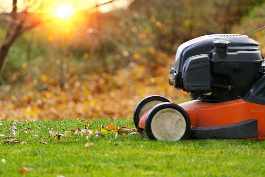 Integrating Pest Control Into Your Lawn Care Routine in Round Rock, TX