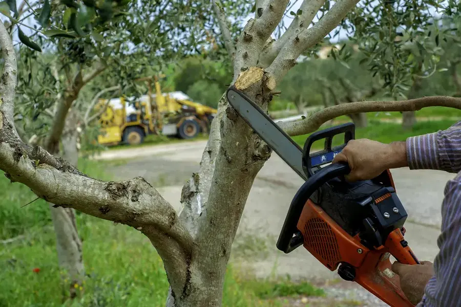 Signs Your Trees Need Professional Trimming Services Round Rock, TX