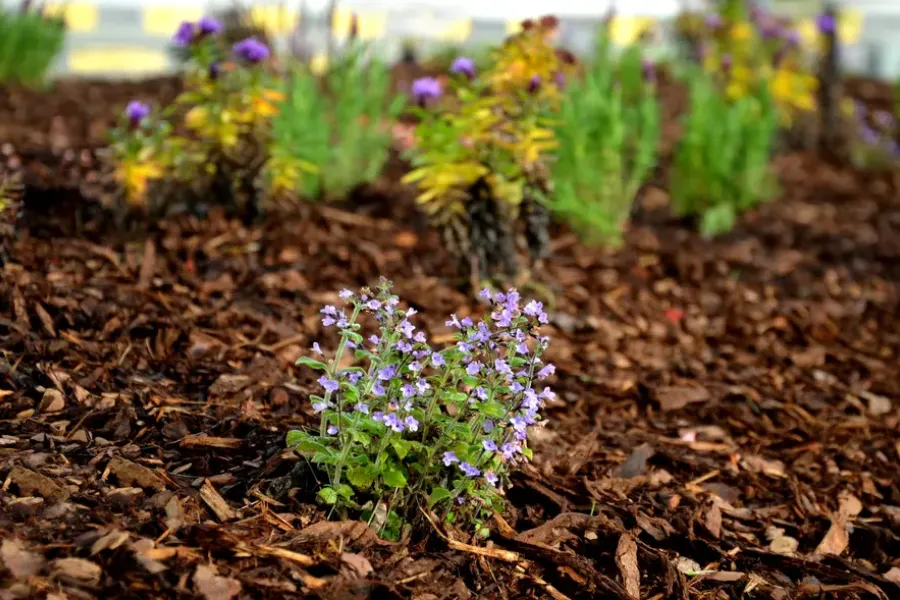 The Benefits Of Mulch Installation For Weed Prevention Round Rock, TX