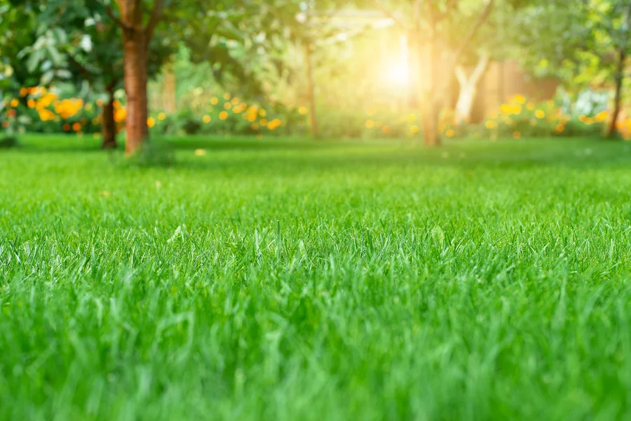 The Benefits Of Professional Lawn Care For Seasonal Maintenance Round Rock, TX