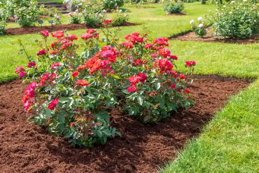 The Long-term Benefits Of Regular Mulch Installation in Round Rock, TX